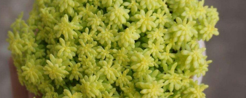 黄金万年草怎么修剪（黄金万年草修剪视频）