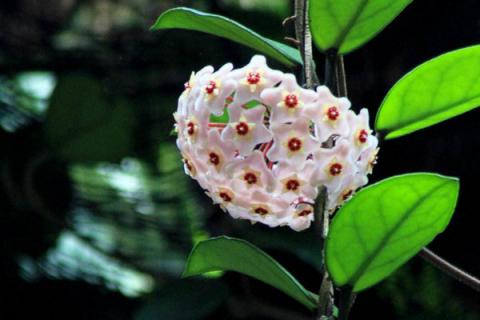 球兰什么时候开花