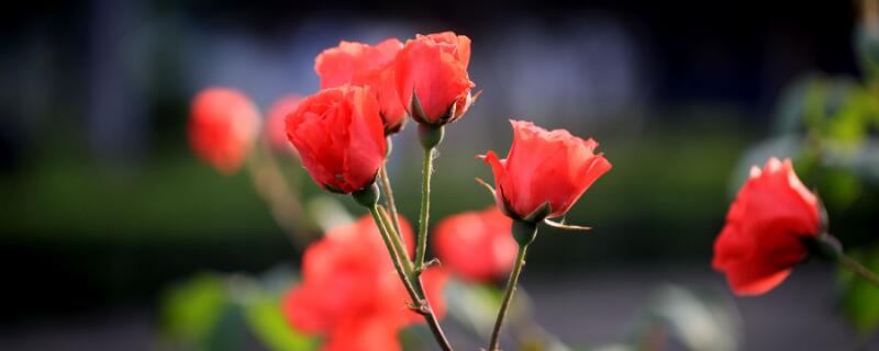 玫瑰送几朵 玫瑰送几朵合适