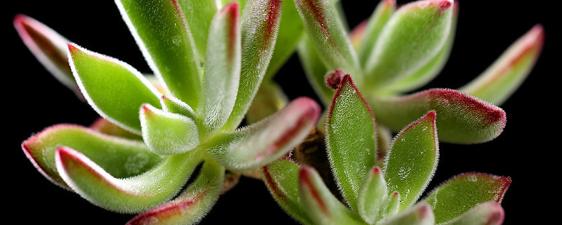 锦晃星长气根怎么处理 锦晃星长了很多气根