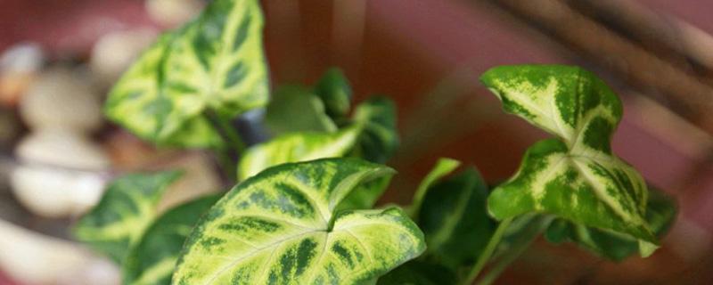 合果芋有没有毒 合果芋的毒性