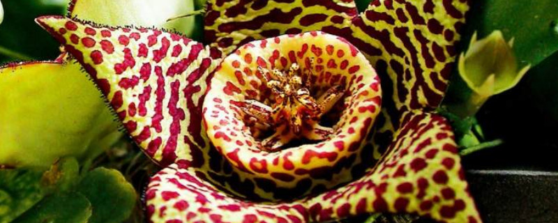 豹纹花叶子不长怎么办 豹纹叶的花