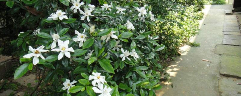 怎样扦插大叶栀子 大叶栀子扦插知识