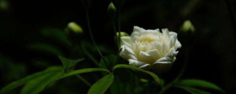 黄木香耐寒多少度 黄木香的养殖方法和注意事项