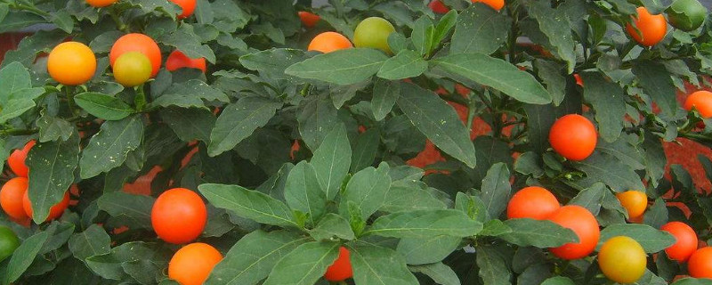 金桔枝条变黑处理方法 金桔的枝条发黑怎么回事