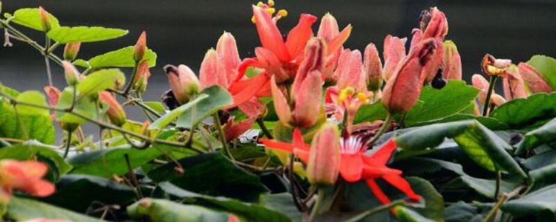 红花西番莲花期（红花西番莲花期多长）