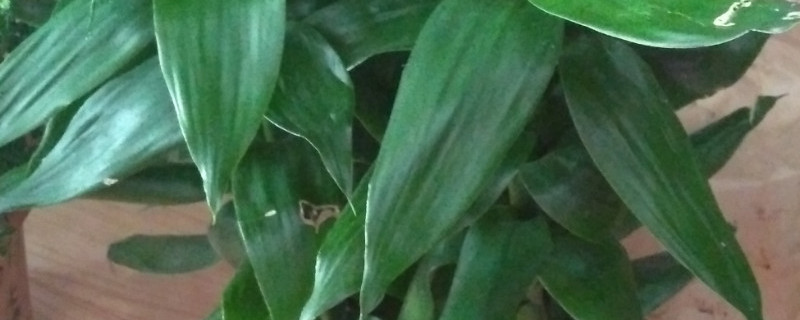 水养莲花竹叶子发黄（水养莲花竹叶子发黄怎么办）