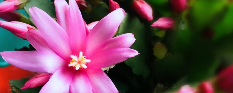 仙指兰怎么养才能开花 仙指兰怎么养才能开花呢