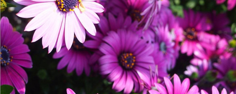 南非万寿菊怎么修剪 南非万寿菊怎么修剪好看