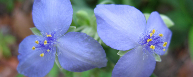 紫露草开败后怎么修剪（紫露草开败后怎么修剪）