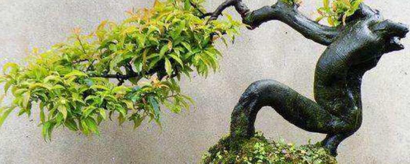 家庭如何播种金弹子 金弹子种家里好吗