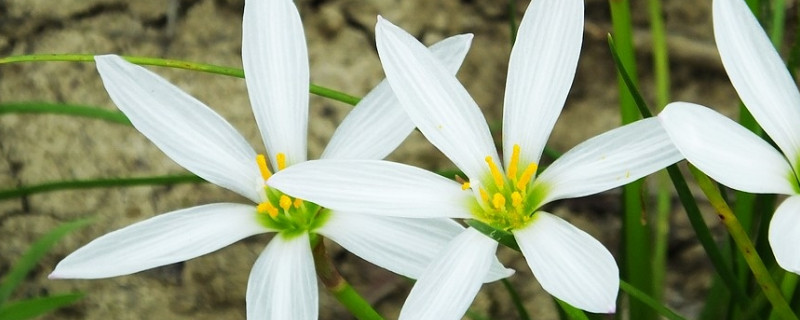 葱兰怎么修剪 葱兰怎么修剪视频