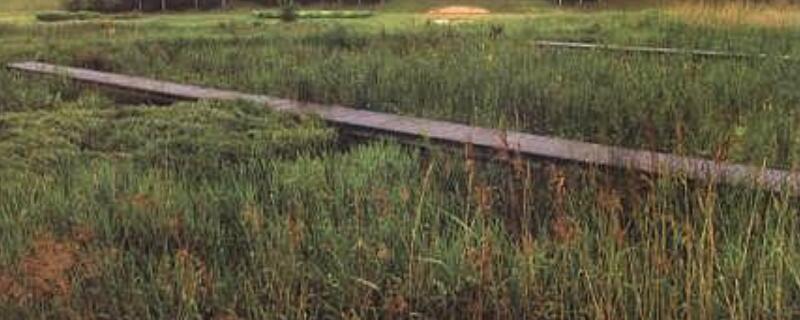 耐盐碱植物特性（耐盐碱植物特性包括）