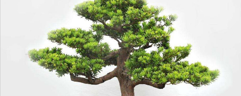 罗汉松的种植和养护 罗汉松的种植和养护方法