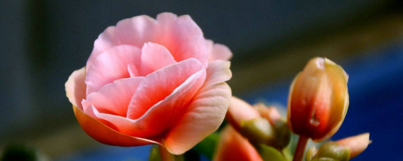 丽格海棠开完花后怎么处理（丽格海棠开完花后怎么处理掉）