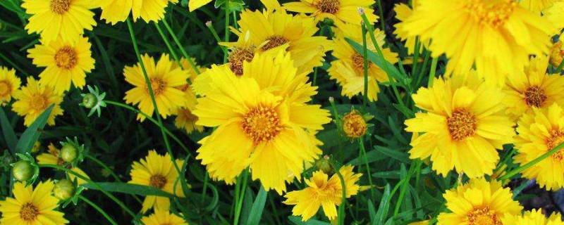 孔雀菊与万寿菊区别 孔雀菊与万寿菊区别图片