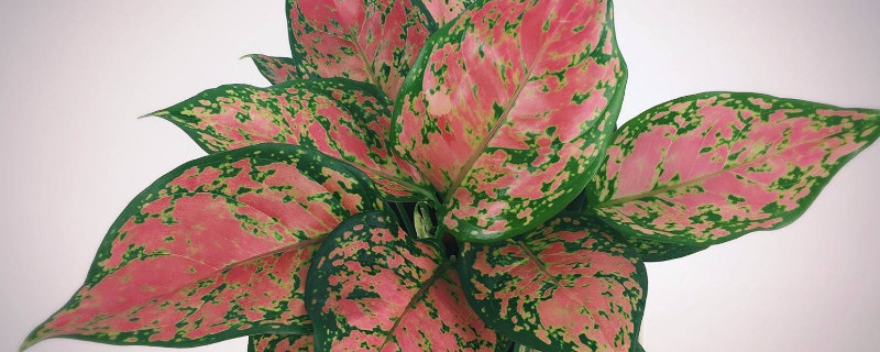 如意皇后如何生根 如意皇后怎么生根