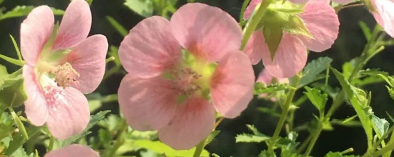 小木槿叶子枯什么原因（小木槿叶子枯了）