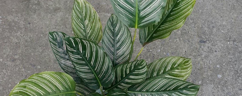 猫眼竹芋的修剪（猫眼竹芋叶子剪掉还长么）
