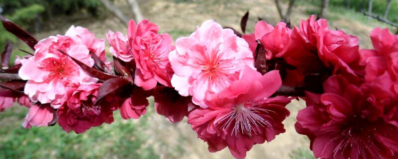 绛桃和碧桃的区别 绛碧桃是什么碧桃