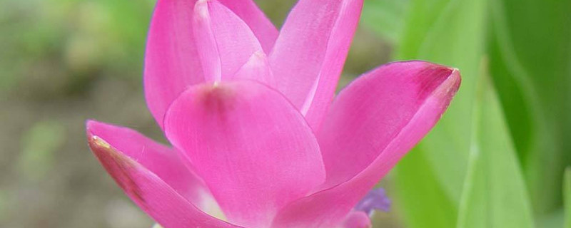 姜荷花枯萎了怎么办 姜荷花枯萎了怎么办图片