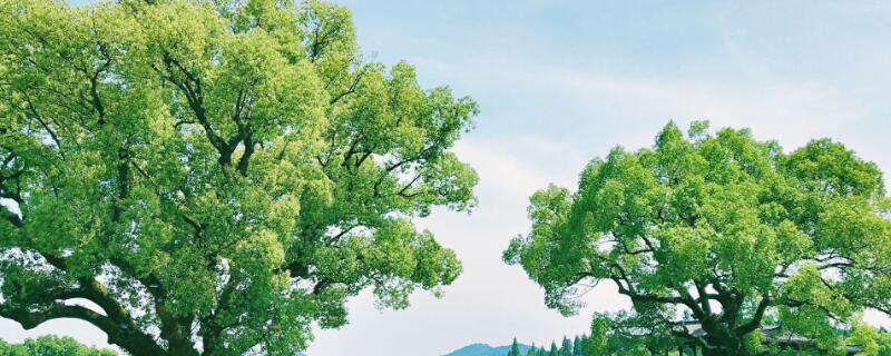 怎么辨别香樟树与樟树 怎么辨别香樟树与樟树木