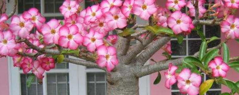 沙漠玫瑰寿命 沙漠玫瑰寿命几年