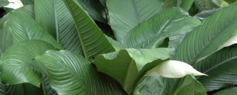 绿巨人和白掌的区别 绿巨人和白巨人