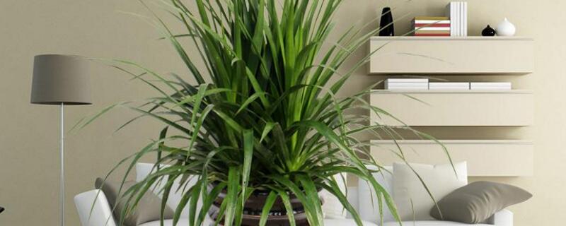 龙须树喜欢阳光吗（龙须树喜光照吗）