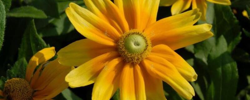 金光菊象征什么 金光菊特点