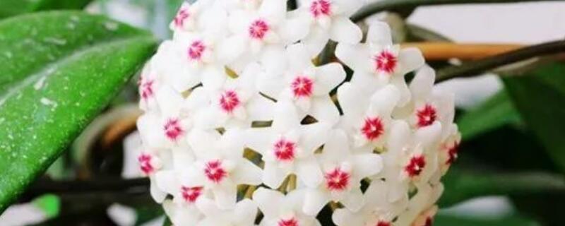 心叶球兰怎么繁殖（心形球兰怎么繁殖）