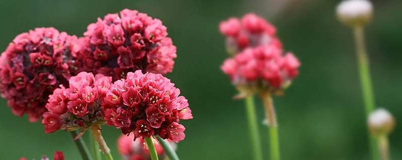 海石竹花有毒吗 五彩石竹花有毒吗