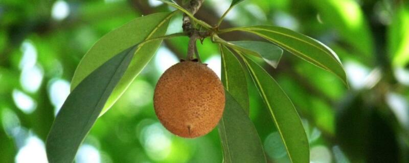 人心果种子催芽（人心果种子怎么发芽）