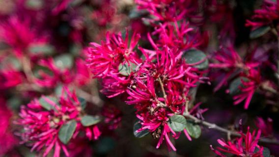 红花檵木的修剪方法