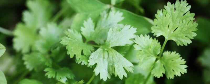 香菜能割几茬（香菜能割几茬吗）