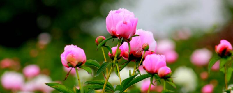 24小时开放的花 24小时开放的花有哪些