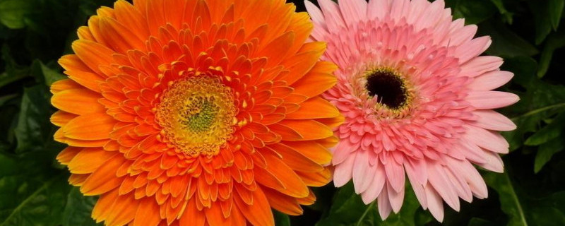 扶郎花怎么养开花多 扶郎花的养殖方法和注意事项