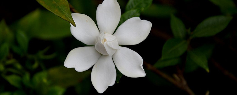 栀子花不发芽怎么办 栀子花不发新芽怎么办