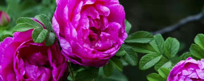 平阴玫瑰的施肥方法 平阴玫瑰栽培技术