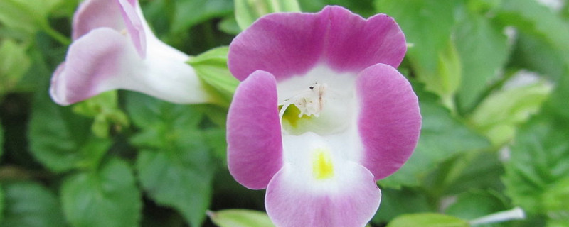 夏堇种植的注意事项 夏堇的养殖方法和注意事项