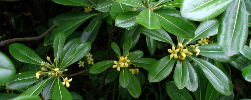 鹅掌柴有毒吗（鹅掌柴有毒吗,中毒是什么样的）