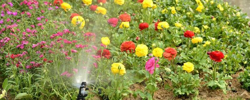 酱油可不可以浇花 酱油可不可以浇花呢