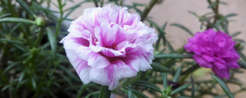 太阳花老桩怎么修剪（太阳花老桩怎么修剪图解）