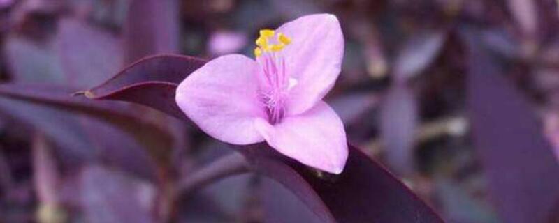 紫鸭跖草怎么扦插（紫鸭跖草怎么扦插简单成活率高）