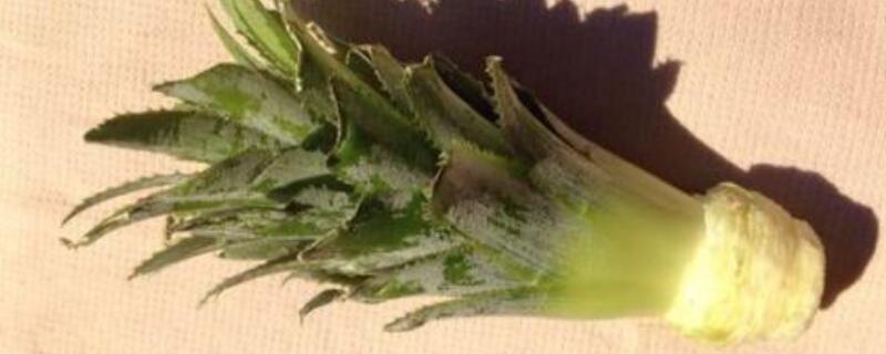 菠萝生长过程 菠萝生长过程视频