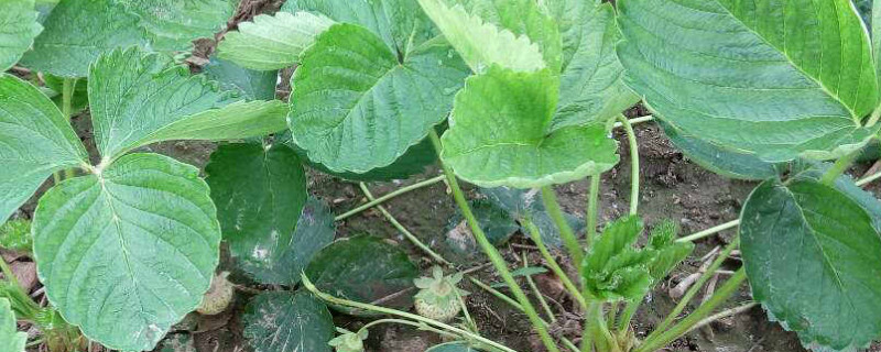 新栽草莓苗怎样浇水 新栽草莓苗怎样浇水视频