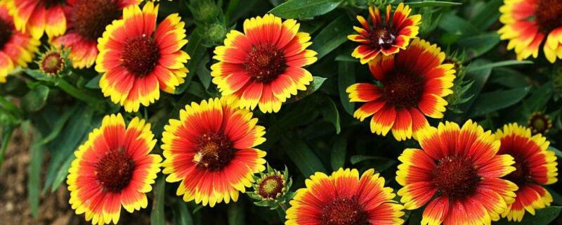 天人菊的药用价值(天人菊有什么药用价值)