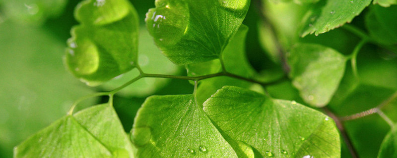 铁线蕨寓意（银线蕨寓意）
