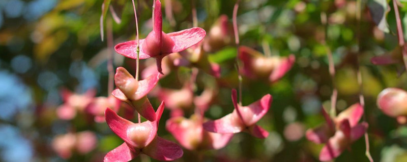 蝴蝶梅的危害（家里坚决不能养的花）