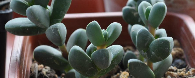 鹿角海棠怎么爆盆（鹿角海棠如何爆盆）